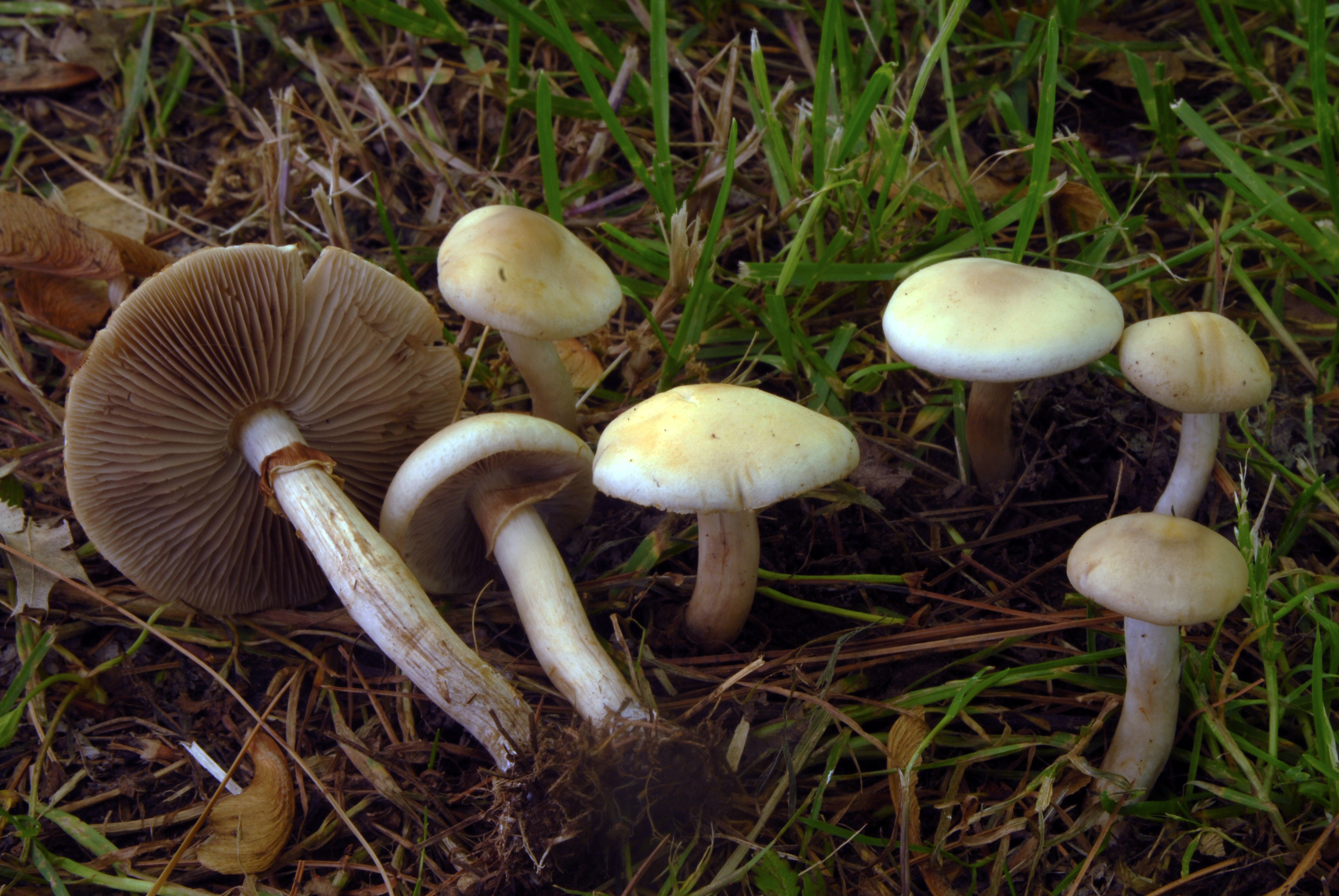 Foto Agrocybe praecox